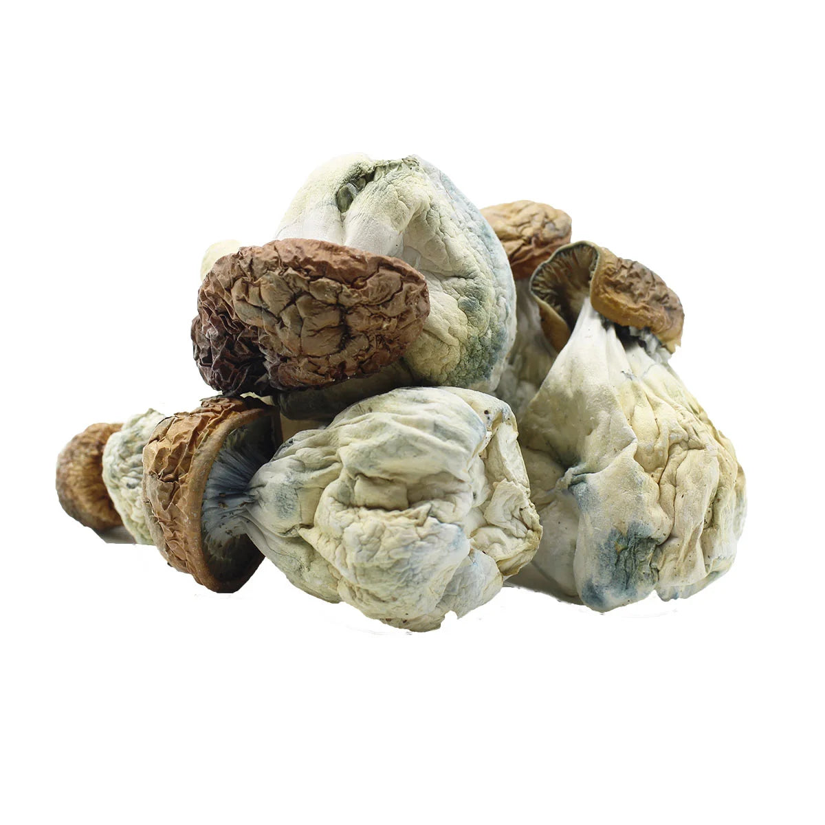 Albino Bluey Vuitton – High-Potency