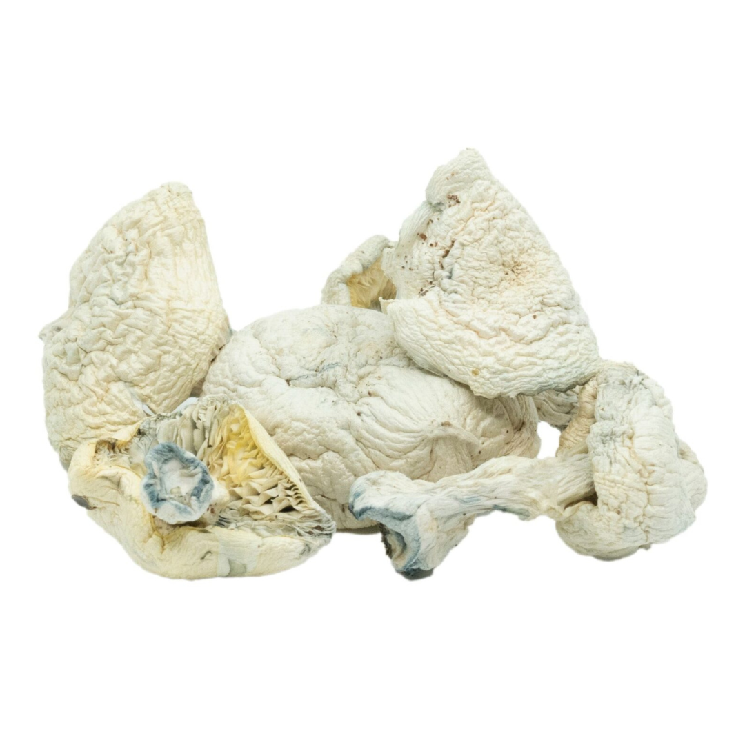 Iceberg Mushroom Strain